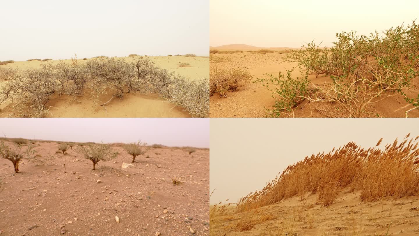 戈壁荒漠沙漠植物