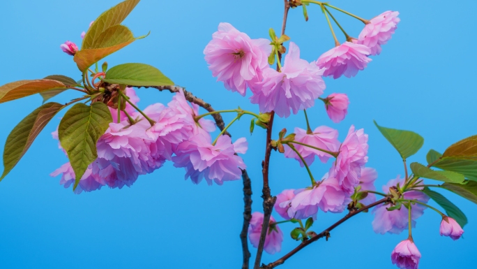 花开花延时花卉延时杜鹃花山茶花海棠花樱花