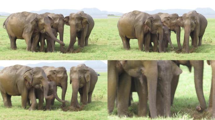 大象在斯里兰卡享受泥浴的全高清视频。