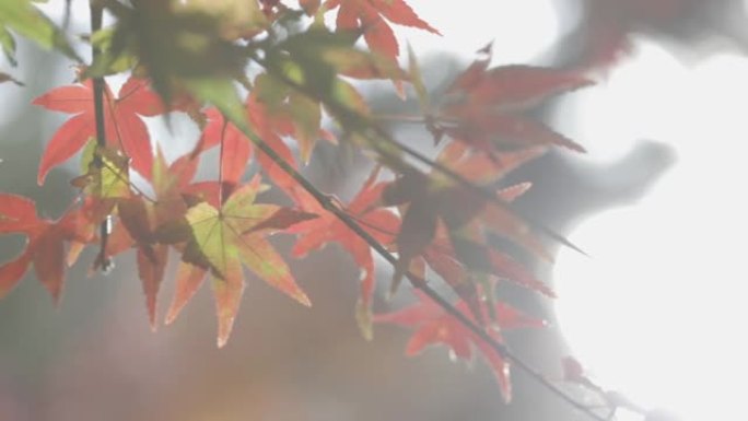 秋红枫叶背景