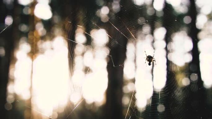 Web。背光灯中有蜘蛛的网