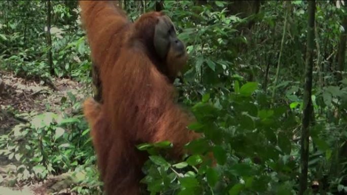 巨大的苏门答腊猩猩雄性在Gunung Leuser国家公园的丛林中。