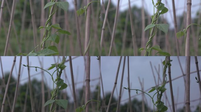 菜豆 试验田 新安村 平安区农作物青海