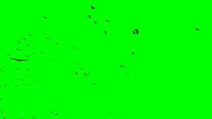 一群飞行的巨型蝙蝠，在绿色屏幕上隔离，4k循环