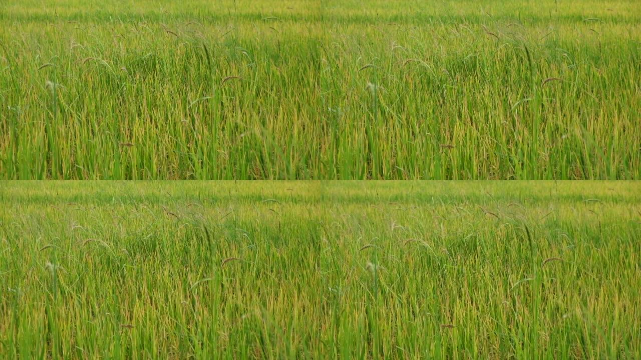 风吹着稻米的绿色田野