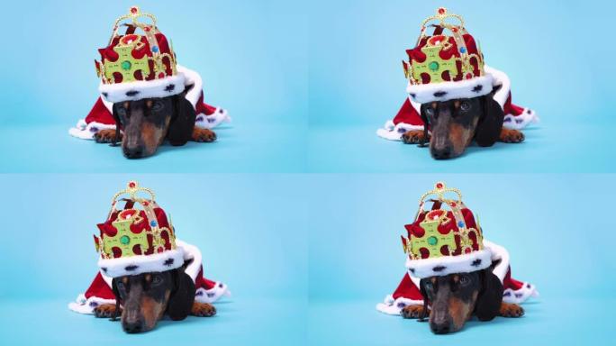 非常可爱的黑色和棕色腊肠犬穿着红色和白色皇家服装，披风和皇冠躺在蓝色背景上，环顾四周。
