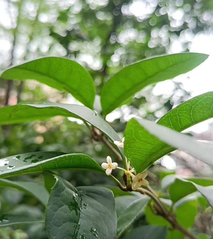 禅意雨后桂花