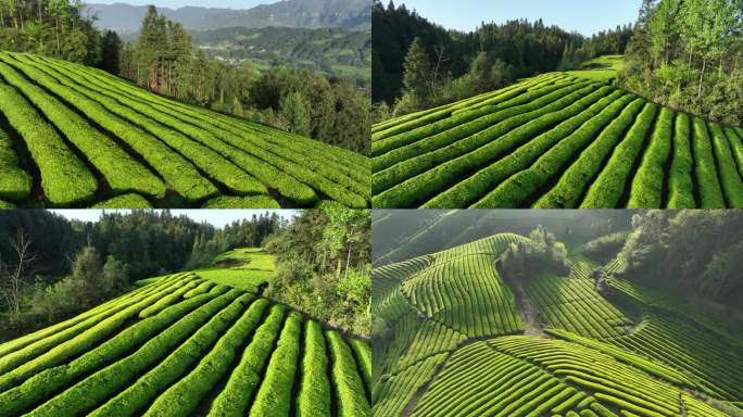 航拍山区茶园清晨4K