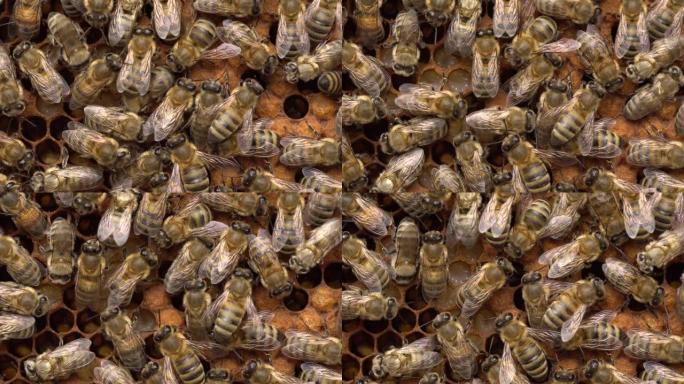 蜂群中的蜜蜂。育雏巢。蜡帽。密封的母鸡，棕色的带帽细胞每个都含有化脓的蜜蜂幼虫