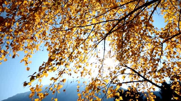 蓝天背景上的秋树树枝