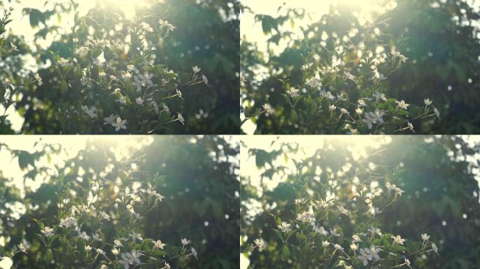 自然界中的白色栀子花，带有阳光和太阳耀斑