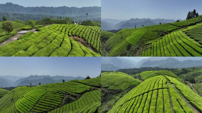 山区生态有机茶园航拍4K