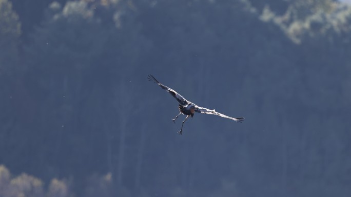 黑颈鹤幼鹤降落的升格视频