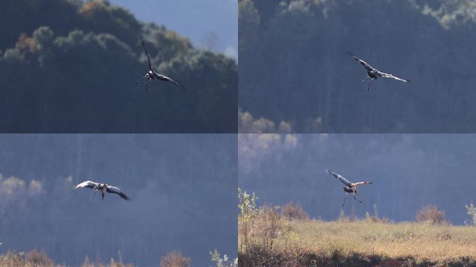 黑颈鹤幼鹤降落的升格视频