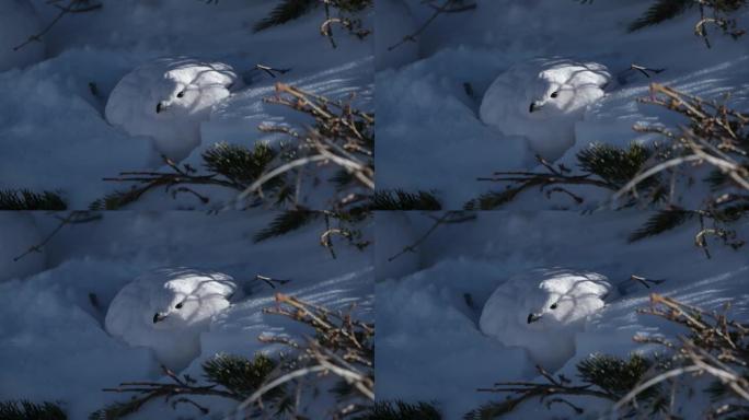 冬季白尾雷鸟