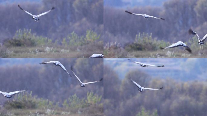黑颈鹤起飞的升格视频