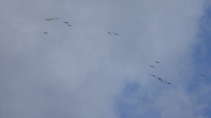 群鹤在蓝天飞行的慢动作
