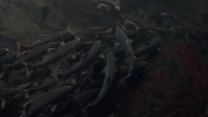 鲑鱼学校在阿拉斯加的海洋中游泳在水下产卵。