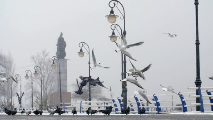 在slo-mo的大雾天气中，一群灰鸽在白雪皑皑的广场上着陆，飞行和寻找食物的鼓舞人心的景色