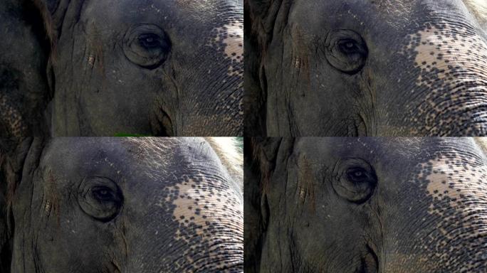 眼睛大象，亚洲象的特写