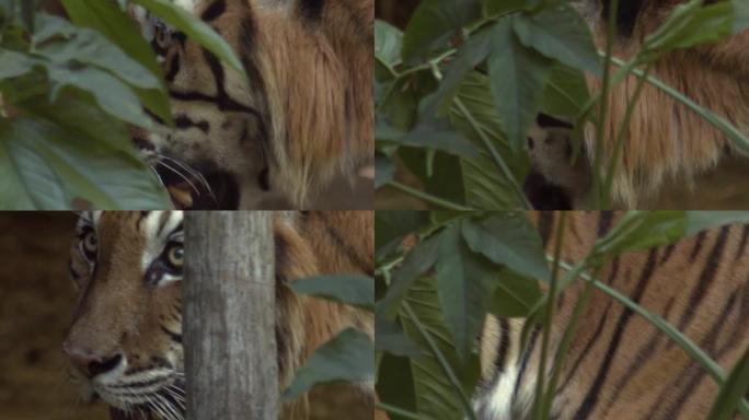 老虎走在树后，然后看相机拍摄