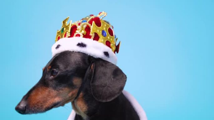 非常可爱的黑色和棕色腊肠犬穿着红色和白色皇家服装，蓝色背景上有披风和皇冠，环顾四周。