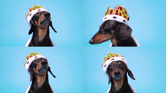 非常可爱的黑色和棕色腊肠犬穿着红色和白色皇家服装，蓝色背景上有披风和皇冠，环顾四周。