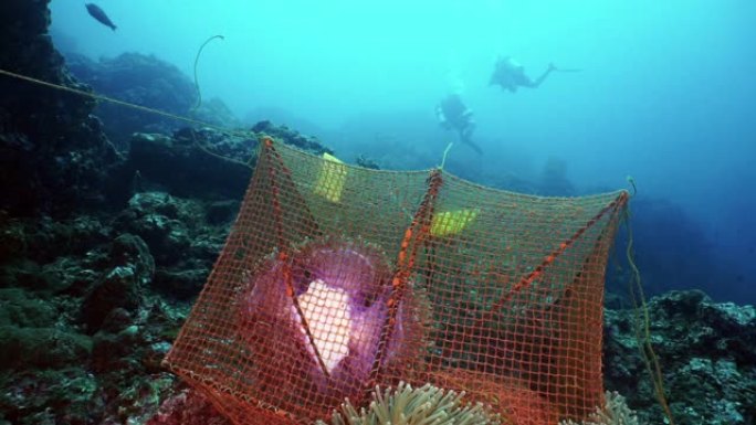 水下海洋生物学家水肺潜水用于珊瑚礁的科学环境研究项目