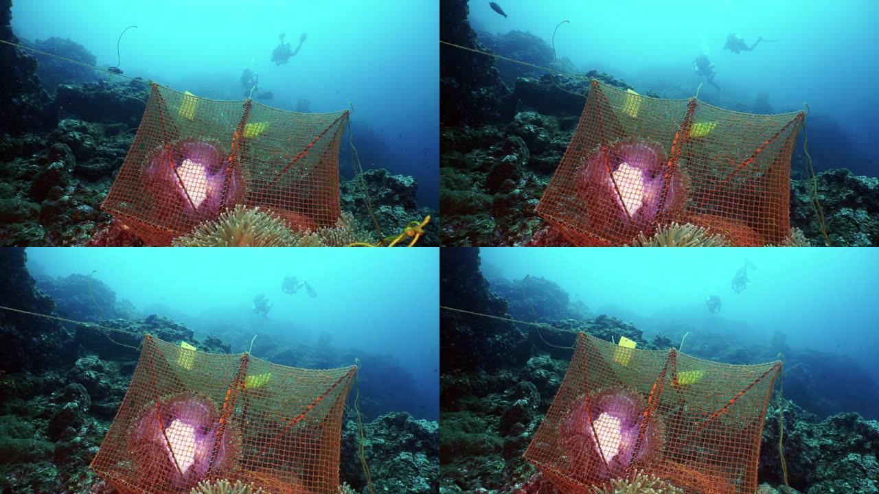 水下海洋生物学家水肺潜水用于珊瑚礁的科学环境研究项目