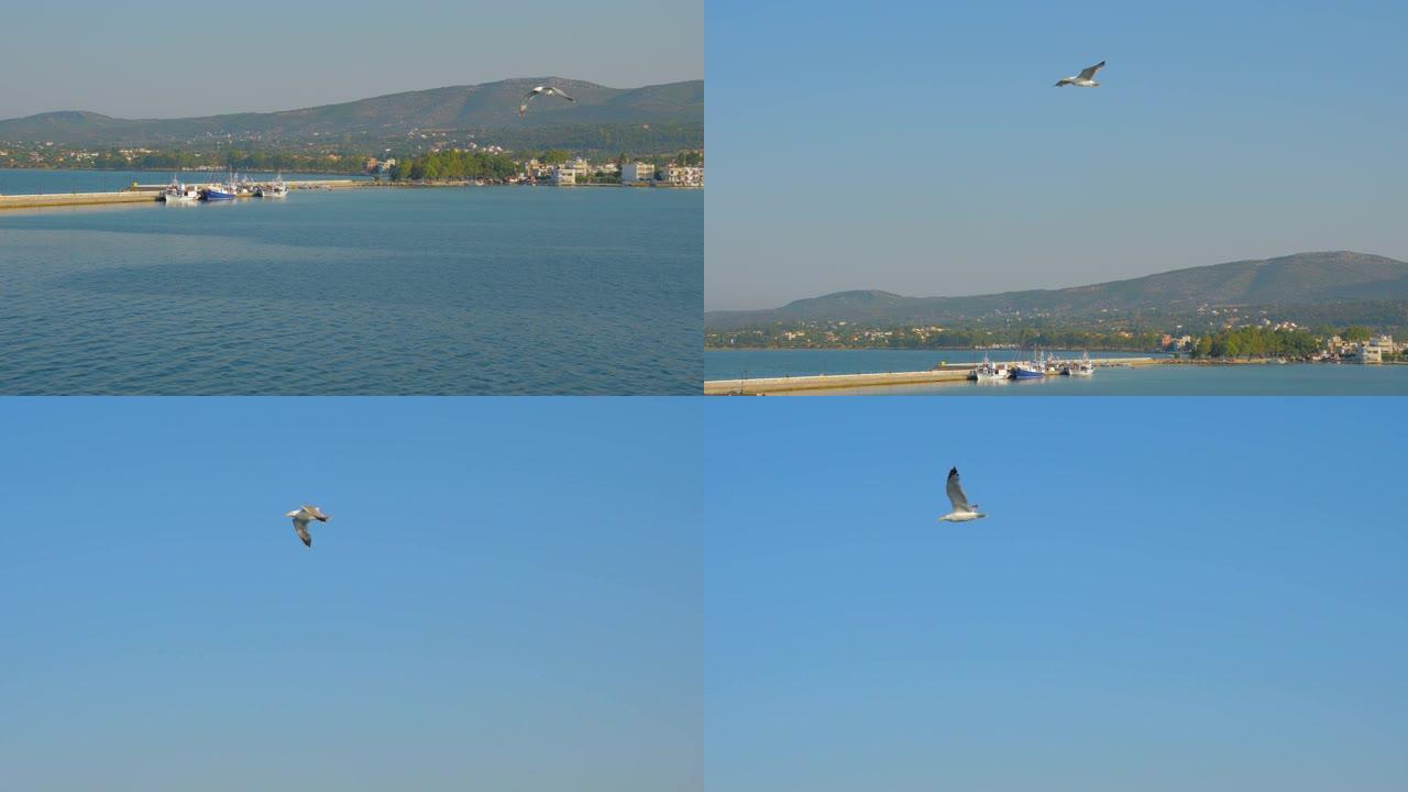 天空中的野鸟。鸟儿飞翔。海鸥在蓝天下飞翔。海鸥在天空中翱翔。欧洲的旅游业。海鸥在万里无云的天空高高飞
