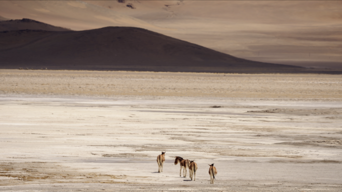 藏野驴 国家一级保护动物 西藏 阿里
