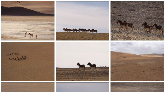 藏野驴 国家一级保护动物 西藏 阿里