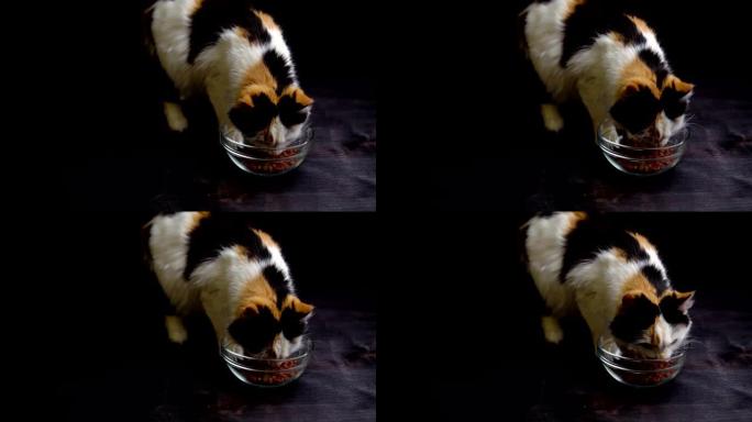 猫从玻璃碗里吃干粮