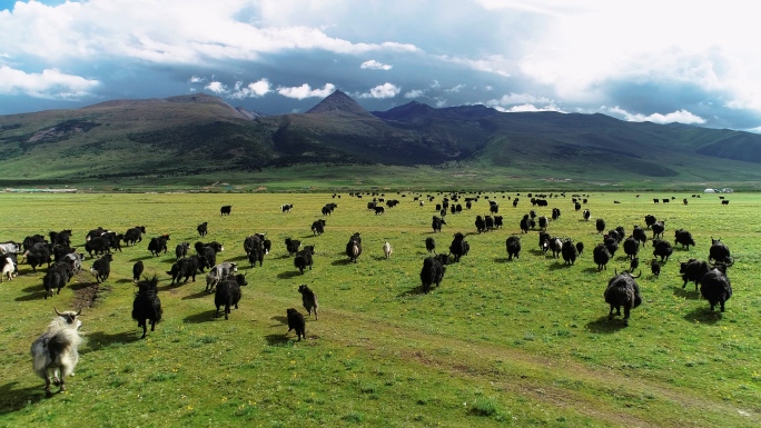 草原航拍牦牛牛群高原牧场