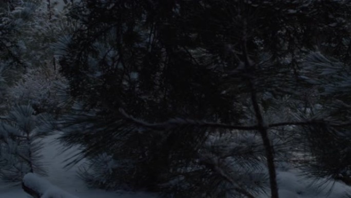 冬天被雪覆盖的房子。穿过白雪皑皑的树林。