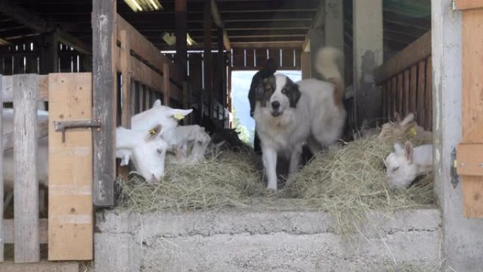 波斯尼亚牧羊犬在马厩里走来走去，而农夫正在喂山羊