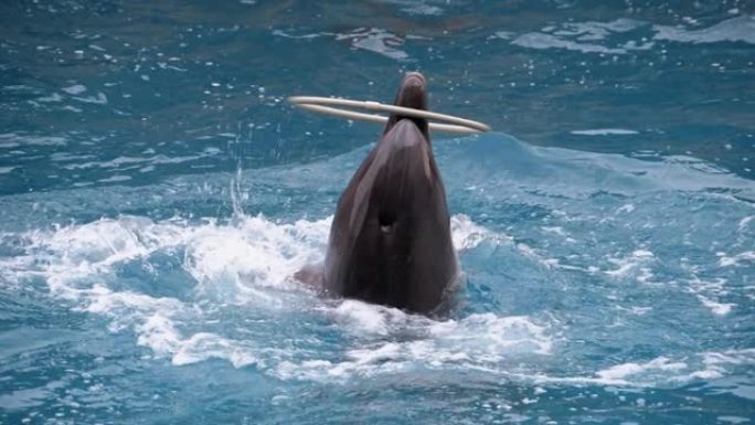 海豚馆的海豚在游泳池里用戒指表演技巧。海豚表演