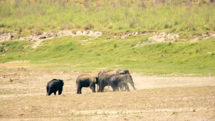 一群正在洗泥浴的大象
