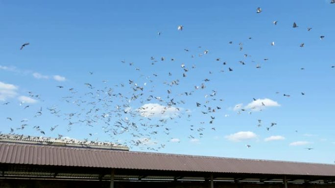 在夏天的一个阳光明媚的日子里，一大群鸽子突然起飞，在一个长长的绵羊机库上翱翔，令人兴奋的景象
