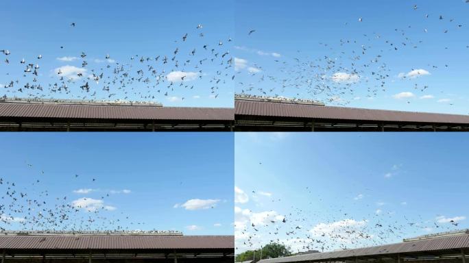 在夏天的一个阳光明媚的日子里，一大群鸽子突然起飞，在一个长长的绵羊机库上翱翔，令人兴奋的景象