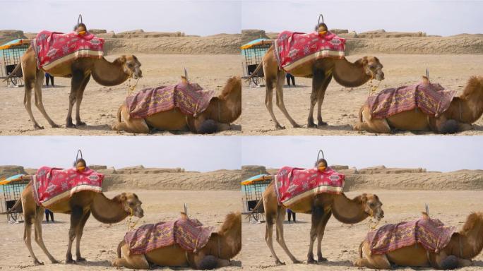 中国青海大柴旦乌苏特水雅丹地质公园的骆驼