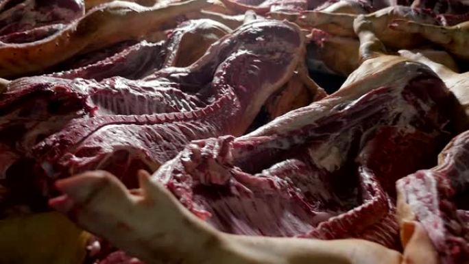 许多带有肋骨和脚的大型猪尸体躺在屠宰场的桌子上