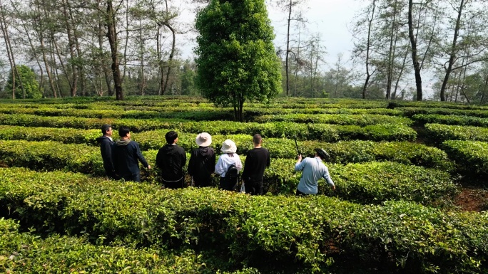 茶园种植航拍