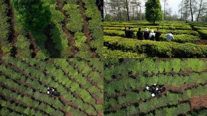 茶园种植航拍