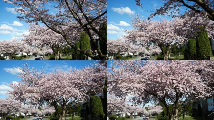 温哥华的春天花朵 | 美丽的加拿大不列颠哥伦比亚省