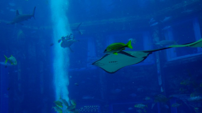 海洋馆水族馆海底世界魔鬼鱼鳐鱼