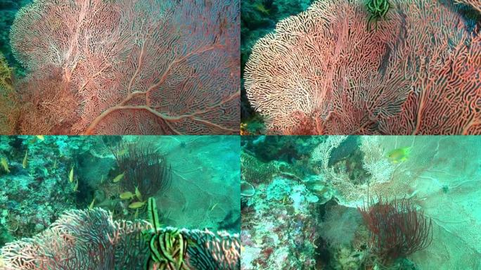 菲律宾海海底的水下粉红色和白色珊瑚Gorgonaria。