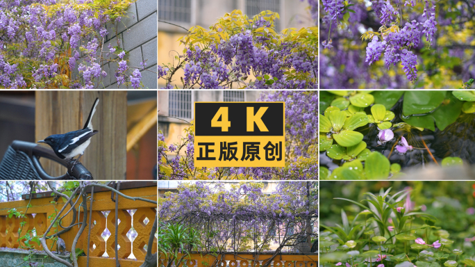 家里花园的池塘植物紫藤花4K-2