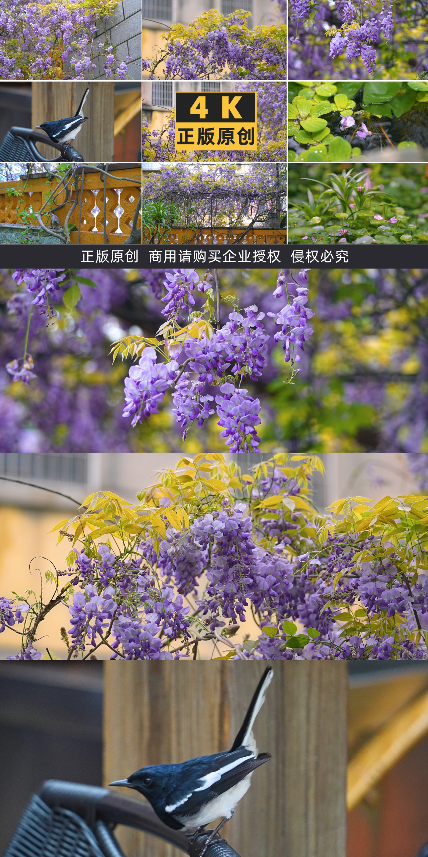 家里花园的池塘植物紫藤花4K-2
