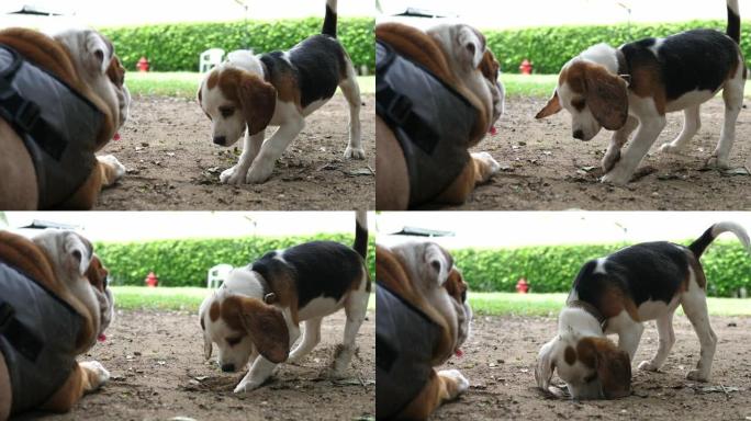 可爱的小猎犬小狗在户外玩斗牛犬